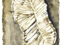 fossil-12a