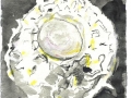 fossil-16a