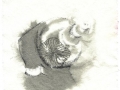 fossil-19a